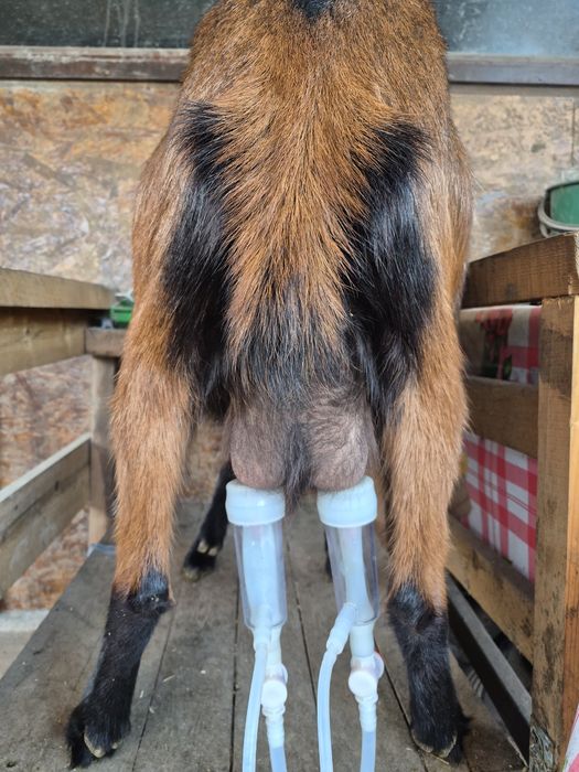 De vânzare  două capre si un tap