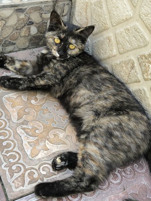 Котенок в добрые руки