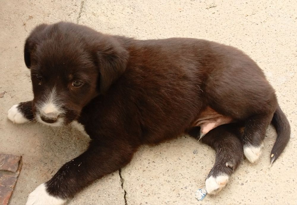 Отдам щенка даром