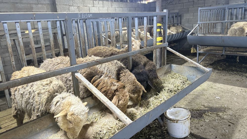 Продам овцы 75тыч