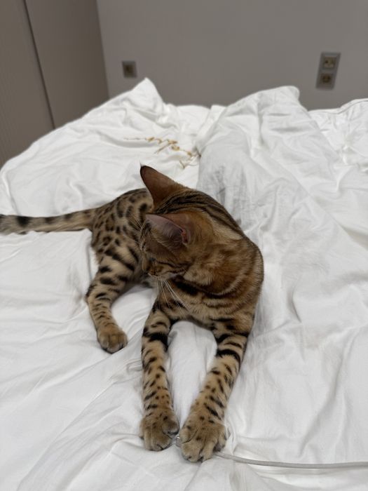 Бенгальский котенок