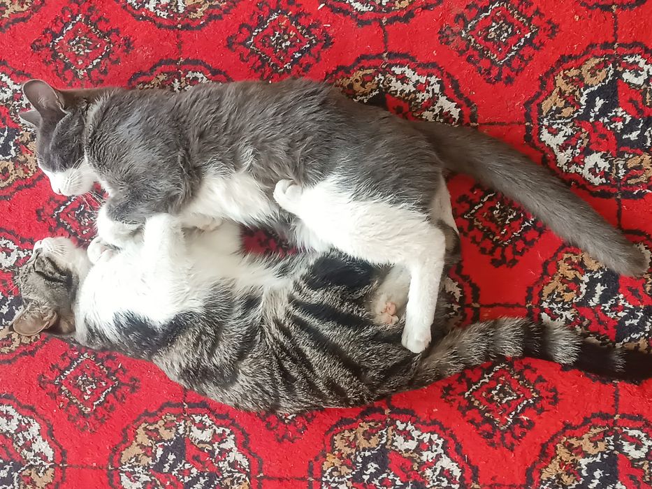 Ikkalovini  zoti gibrit.