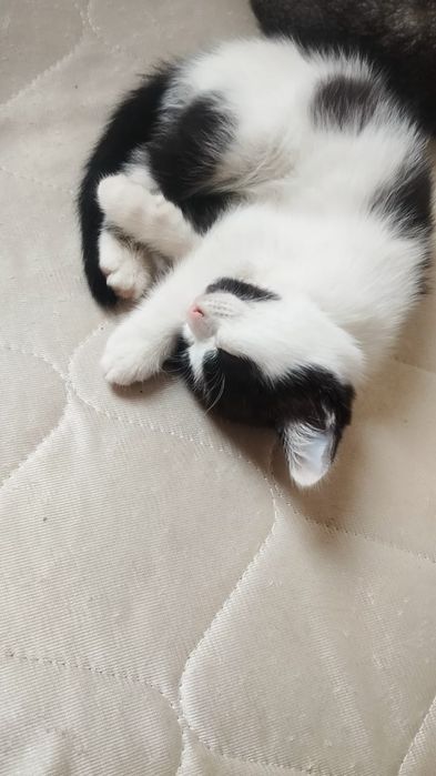 Двое котят, девочки