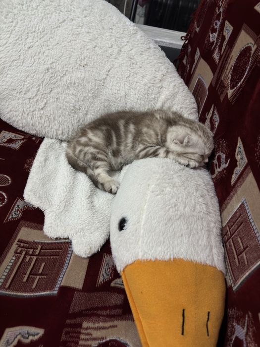 Шотлански вислоухи