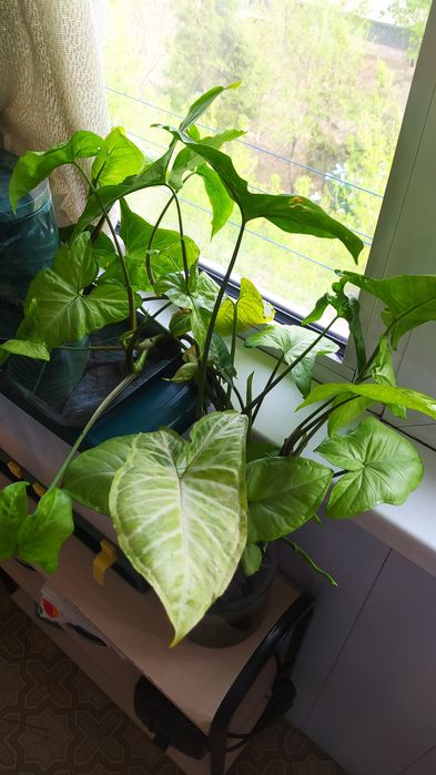 Продам Хлорофитум и Сигнониум.