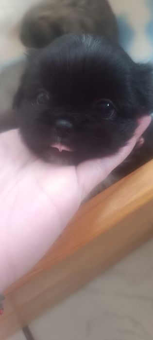 Пекинезчета родени на 12 февруари