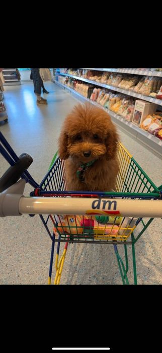 Мъжки Пудел Той