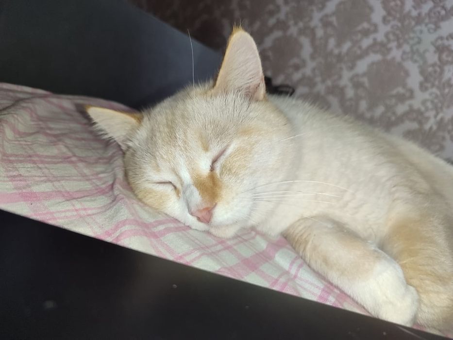 Отдам красивого кота
