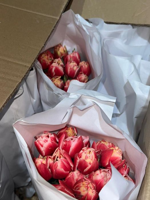 Тюлпаны местные