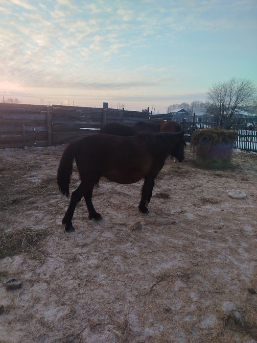 Продам жиребую кобылу