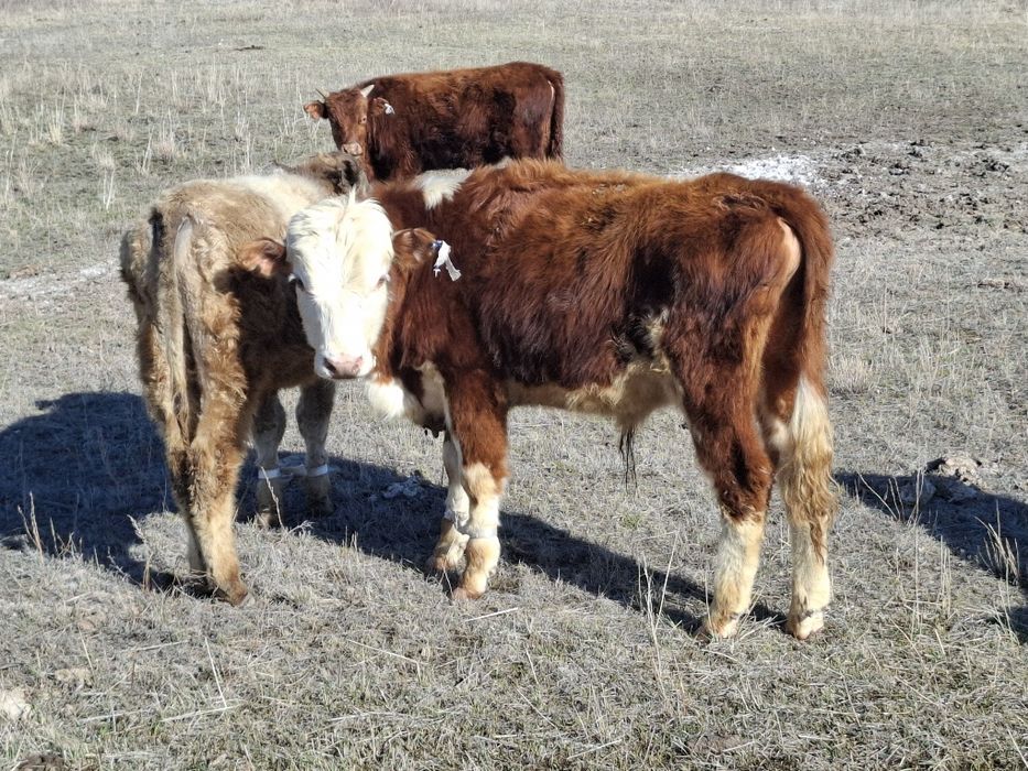 1,5жасар ақбас, әуилекөл бұқалар сатылады
