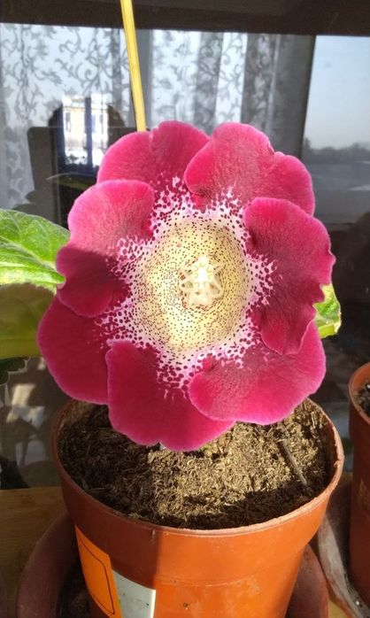 Продаются детки глоксиний