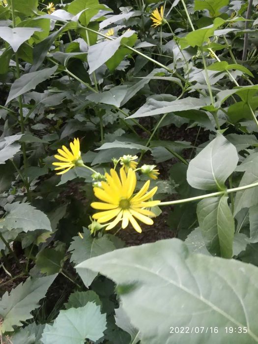 Декоративные растения плюс подставки под цветы