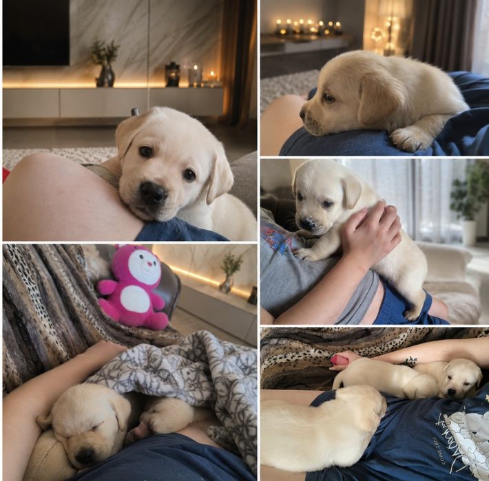 Королевский лаблодор