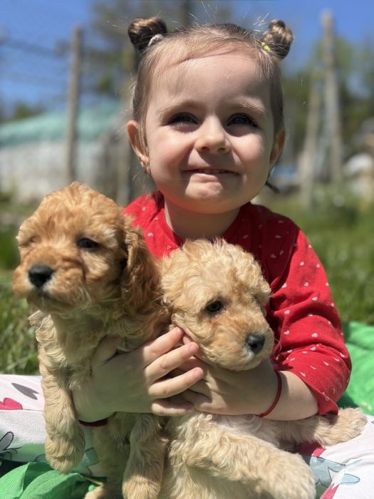 Мини пудел Пудел