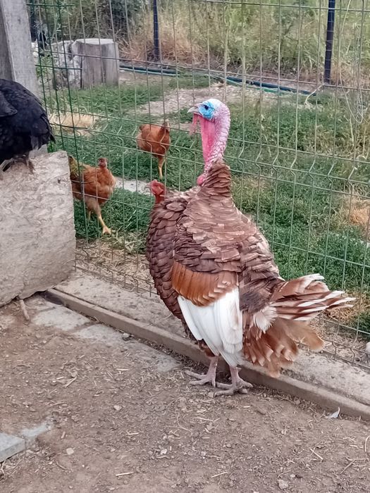 Familie de curcani