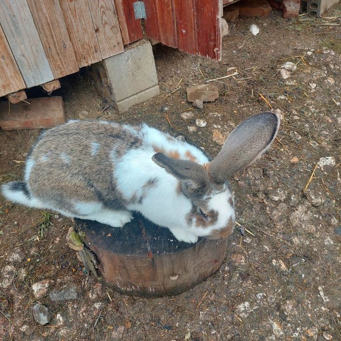Vând iepuri de rasă uriaș german și fluture german