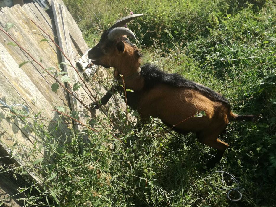 Vand țap alpin francez