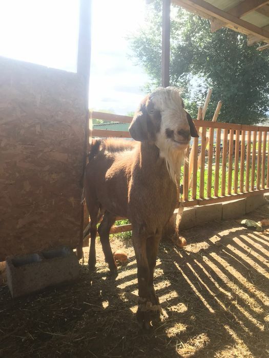 Продам теке производитель