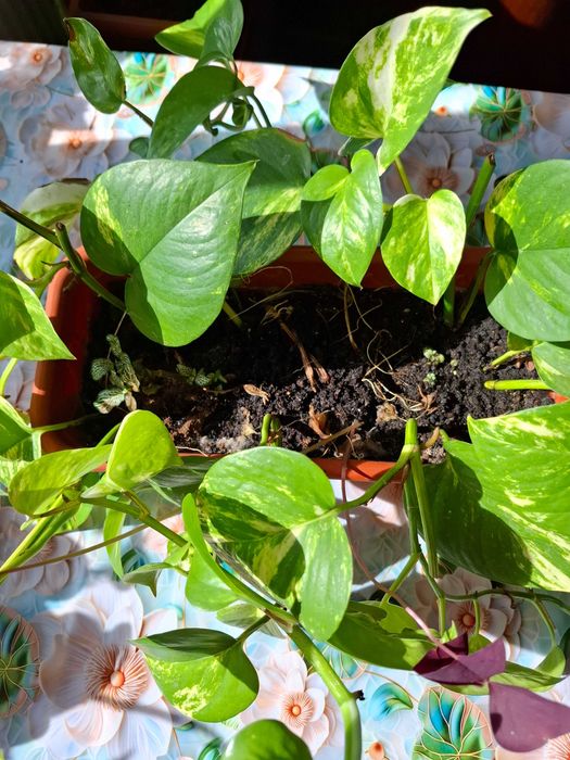 Lastari cu rădăcină de Epipremnum Aureum, 7 plăntuțe