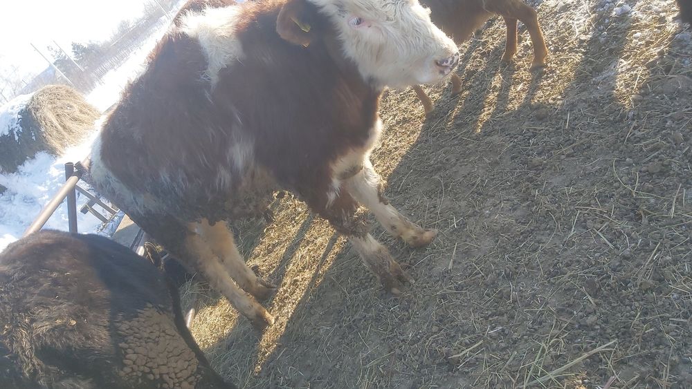 Продам бычка  11 месяцев