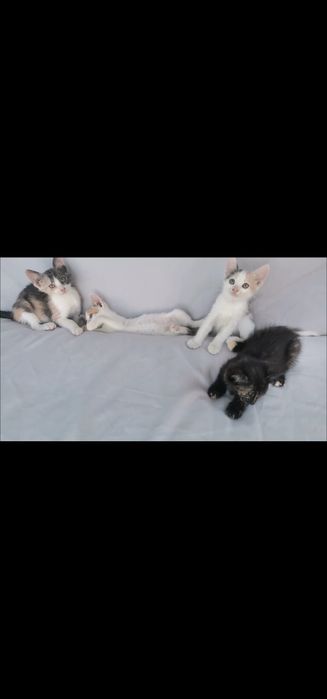Urgent Spre adopție 4 pisicuțe