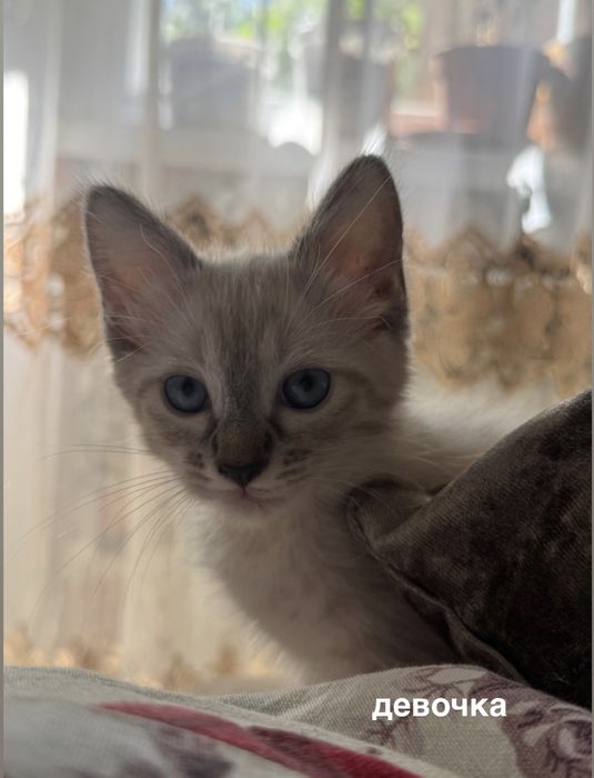 котёнок в добрые руки!