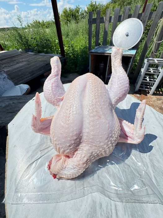 Мясо домашнего бройлера