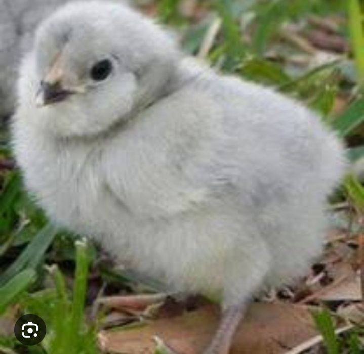 Цыплята амераукана