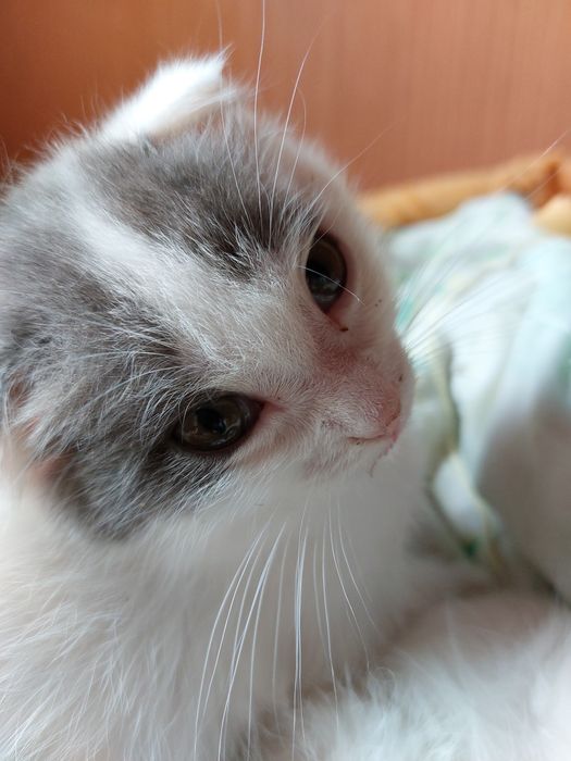 Отдам котят в хорошие руки!!!