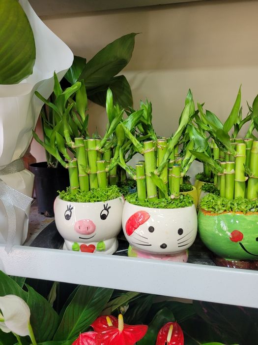 Бамбук. Бамбук в кашпо