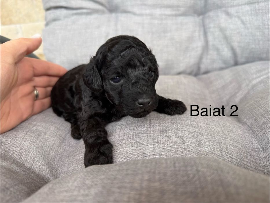 Pudel mini disponibili