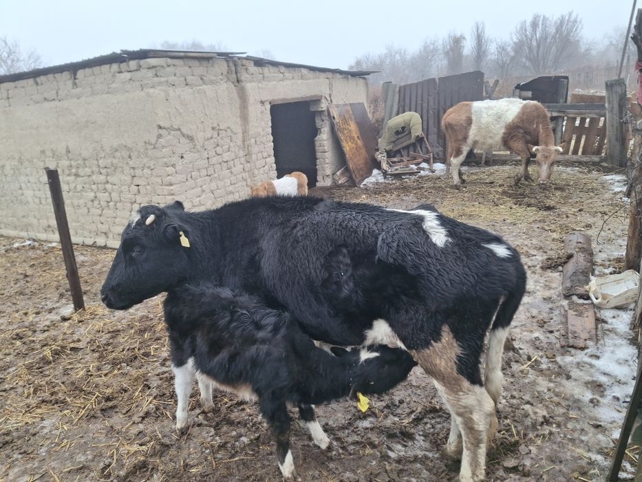 Бұзаулы сиыр 4 тума