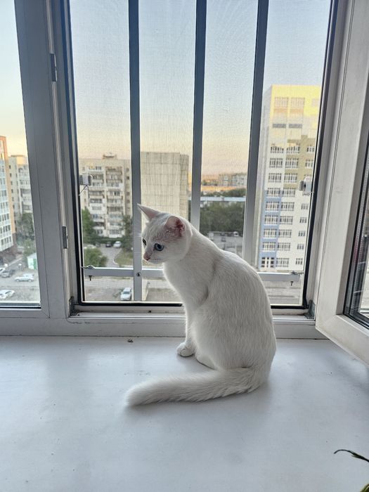 Кошка Аниса отдаем в надежные руки