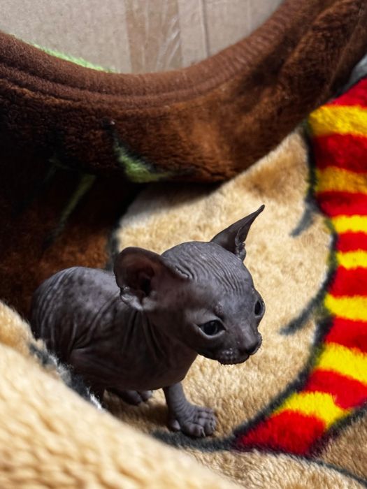 Продам котят сфинксов