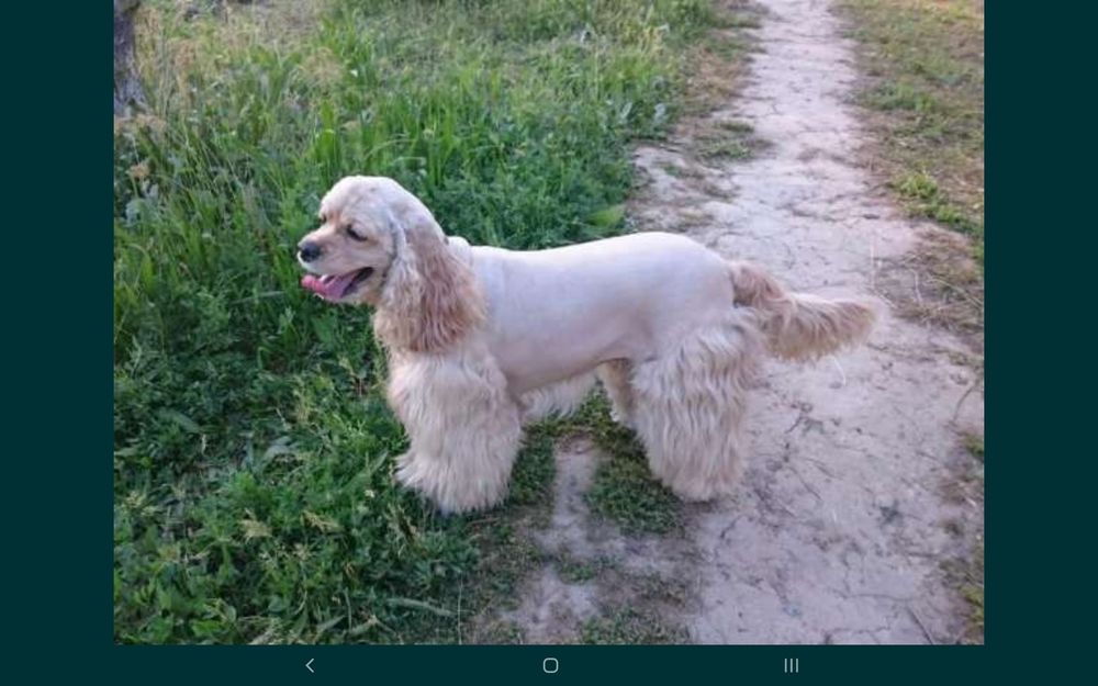 Новая зоомашинка "Codos KP-3000" для лёгкой стрижки любых собак/кошек!