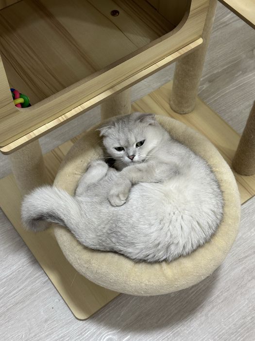 skotish fold SROCHNO sotiladi