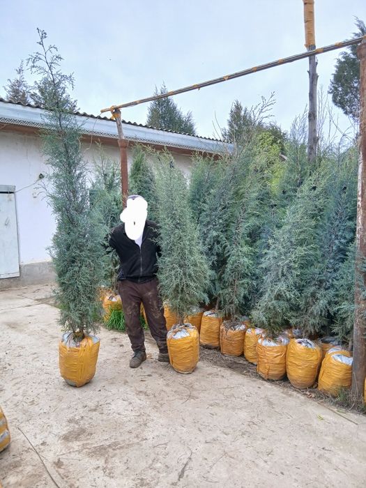 Archalar bor har hil turdagi