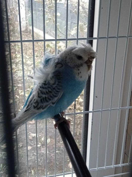 Perusi Hagoromo japonezi elicopter si standard inelați