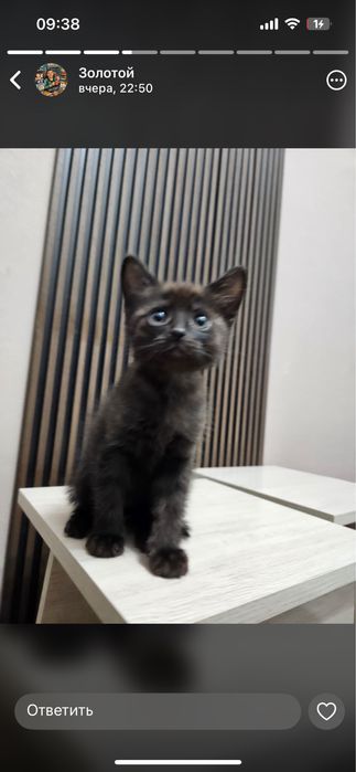 Отдам черного милого котенка