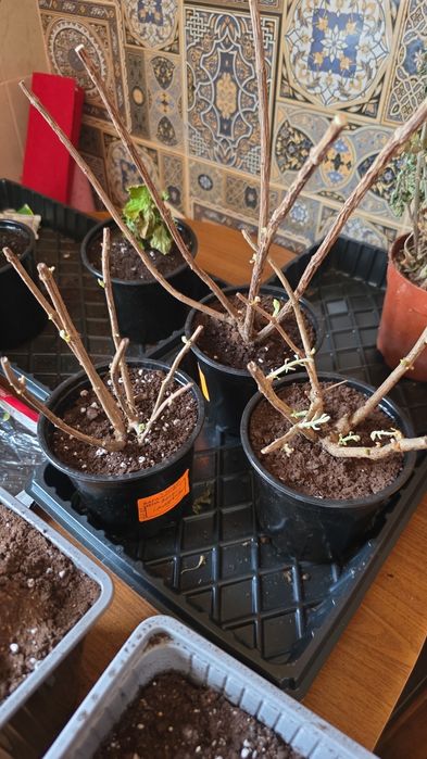 Гортензия саженцы