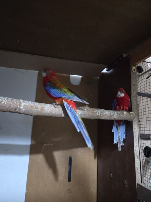 Продам ручные папугаи 120 тысяч