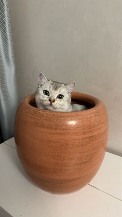 Бритнец кот домашний