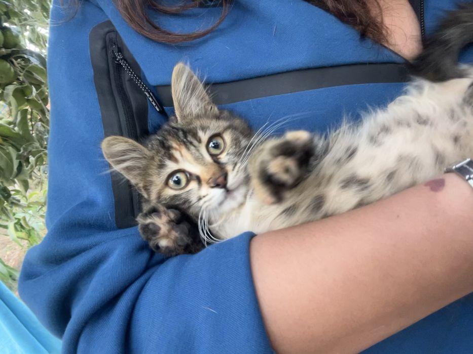 Коте на около 2 месеца си търси дом