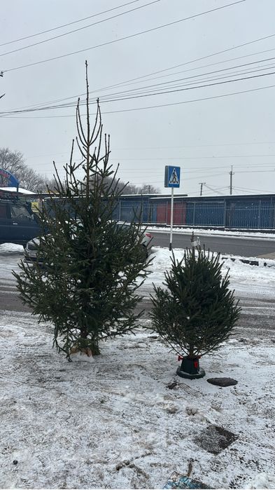 Все по 12000 тг Срубленная елка Новогодняя ель с доставкой