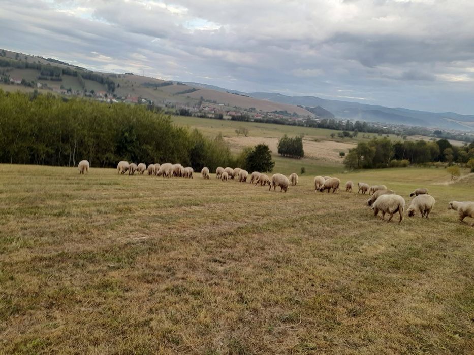 Miei din acest an de vanzare
