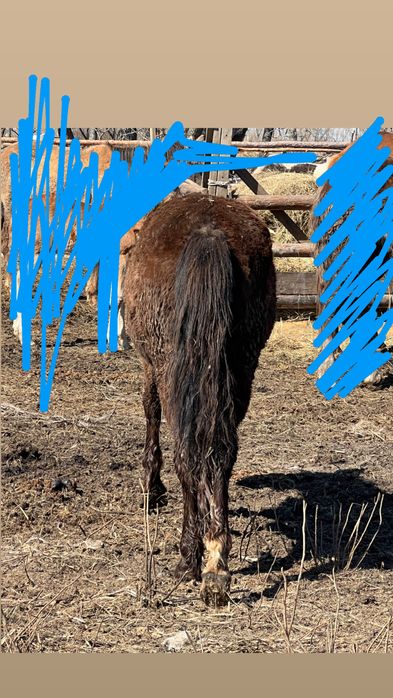 Продам жеребят тай