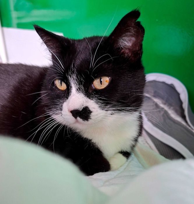 Adoptie cuplu de pisica cauta curte, se aduc in tara