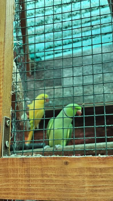 Vand pereche Micul Alexandru