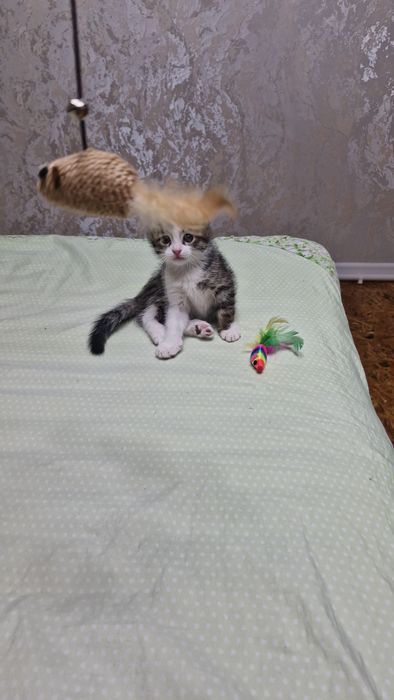 Отдам котят в ответчтвенные руки